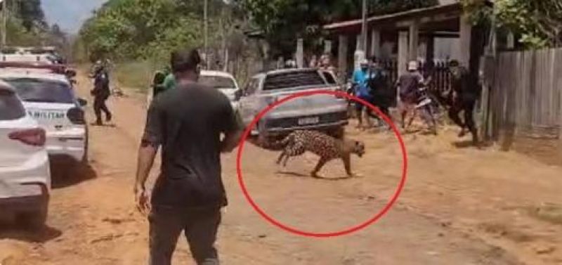 ASSISTA VÍDEOS: após “tocar o terror” em distrito de RO, onde uma pessoa ficou ferida, onça pintada é sedada e capturada pelo Ibama