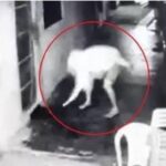 Homem incendiou cabaré em Corumbiara; veja o vídeo